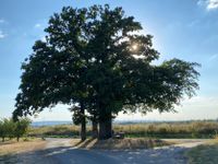 Foto mit großem Baum